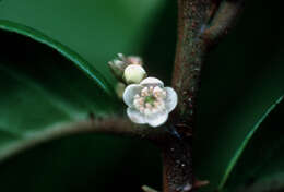 Image of aceitunilla