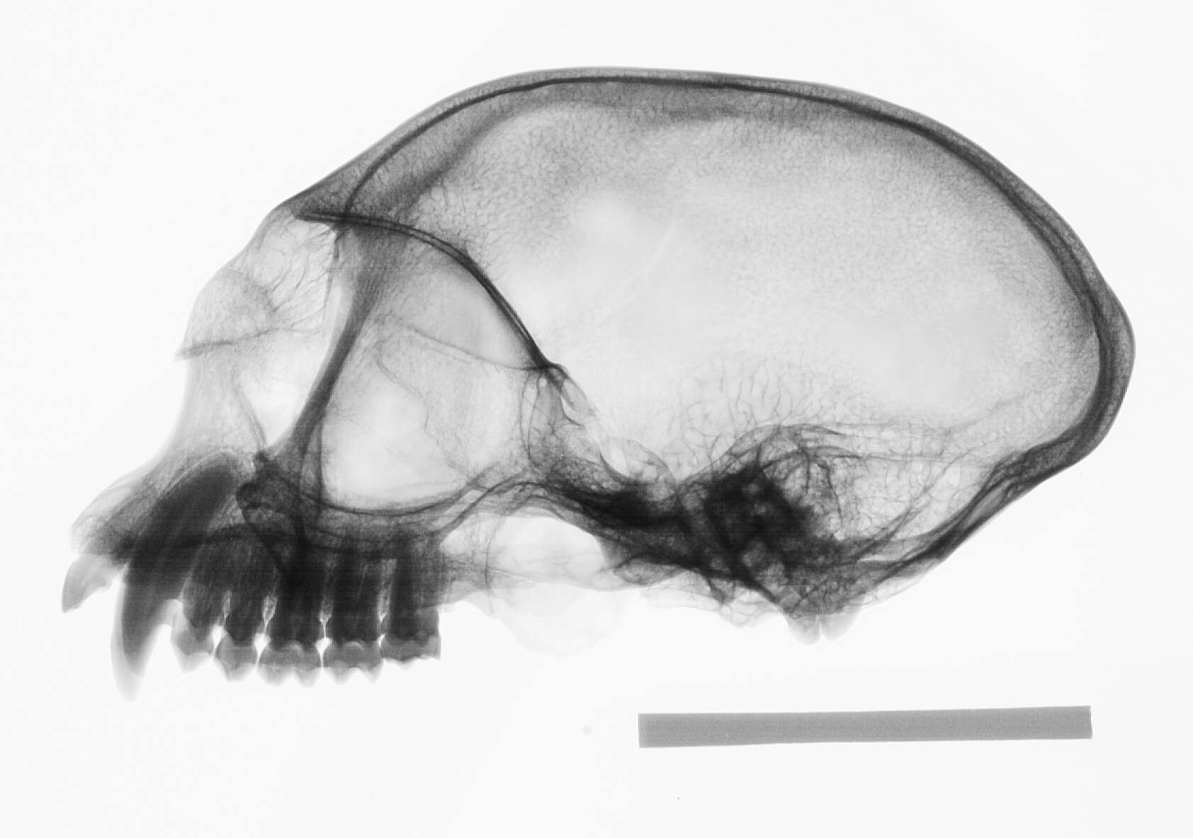 Image of Presbytis sumatrana (Müller & Schlegel 1841)