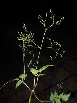 Image of Florida Valerian