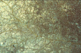 Image of Hypnea cornuta