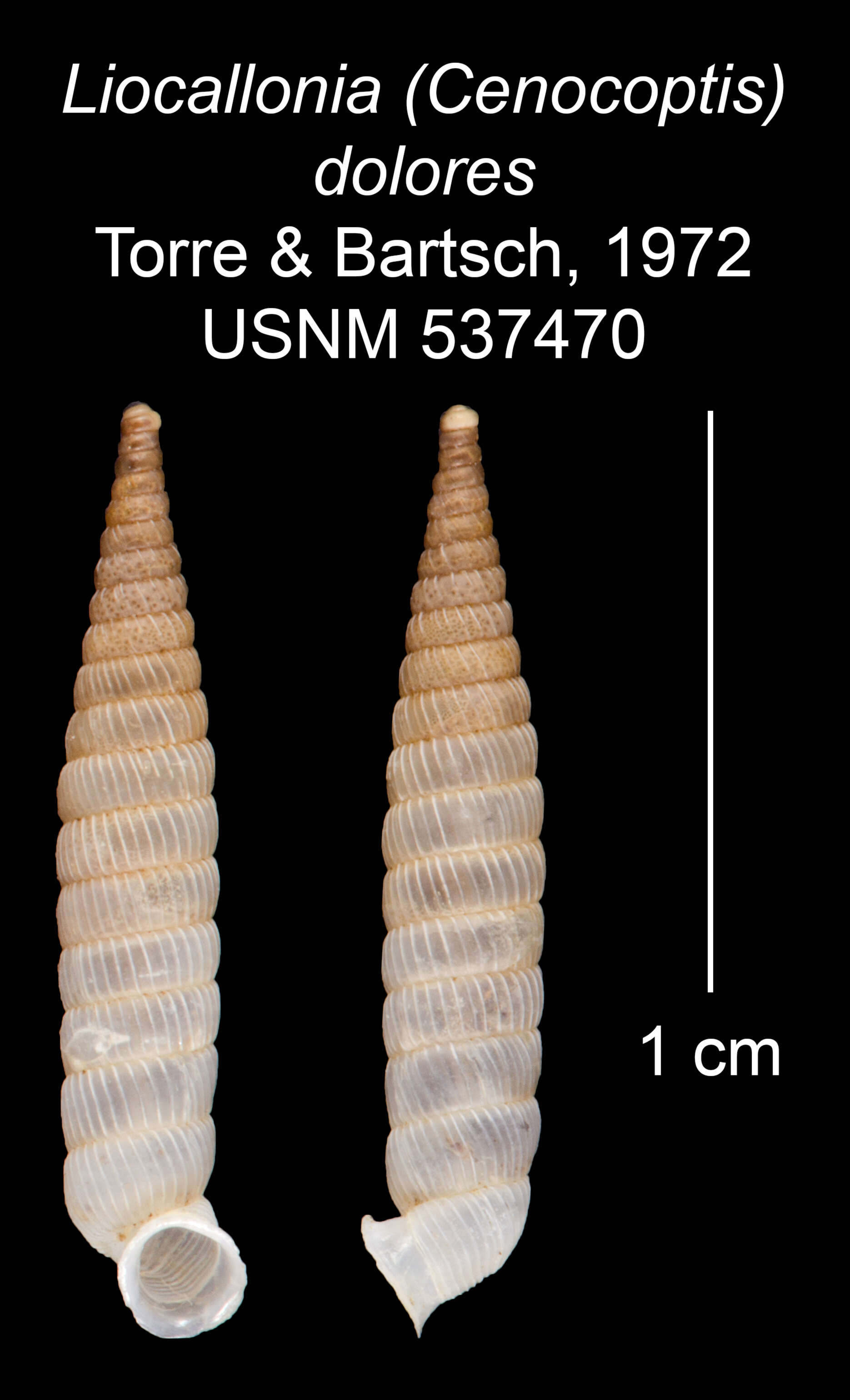 Plancia ëd <i>Liocallonia dolores</i> Torre & Bartsch