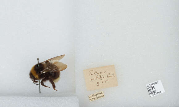 Image of Ashton's Cuckoo Bumblebee