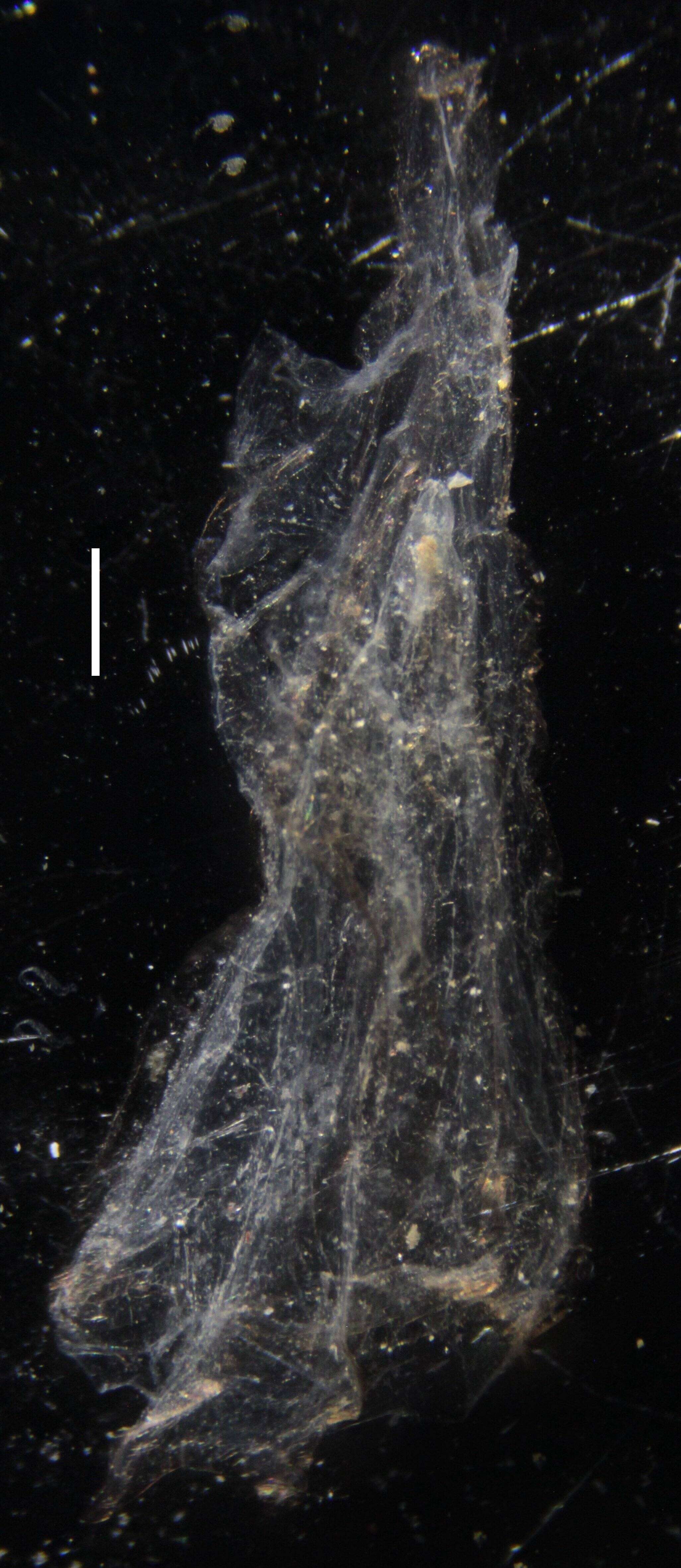 Image of Chuniphyes multidentata Lens & van Riemsdijk 1908