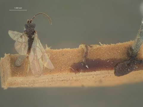 Image of Aclastus rufipes Ashmead 1902