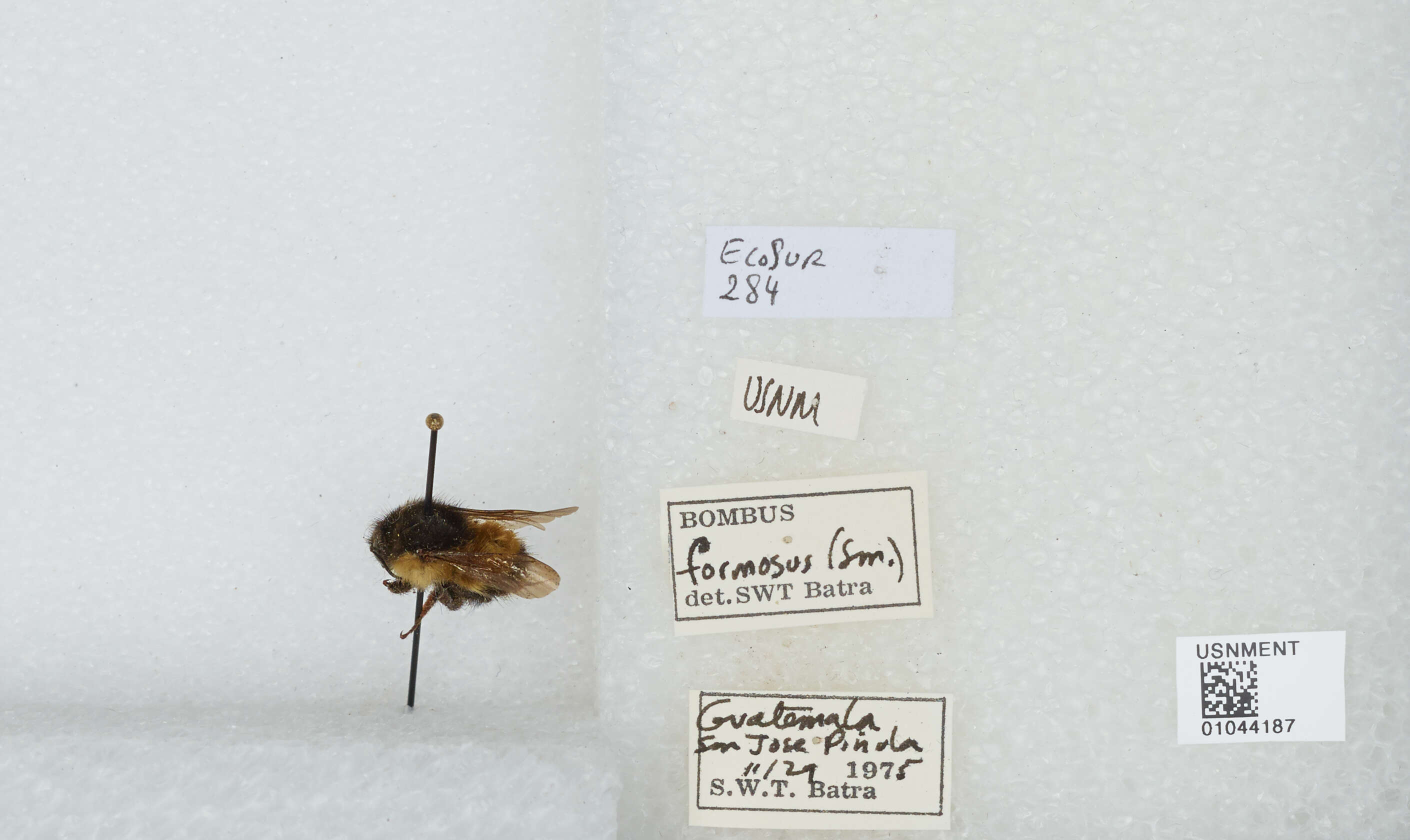 Image of Bombus weisi Friese 1903