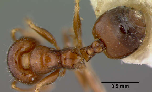 Image of Crematogaster karawaiewi Menozzi 1935