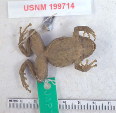 Image of Pristimantis baryecuus (Lynch 1979)