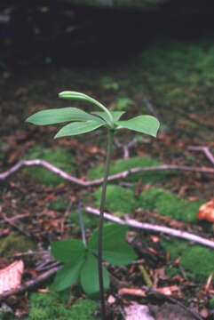 Image of Large Whorled Pogonia