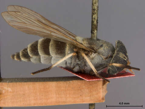 Image of Tabanus humilis Coquillett 1898