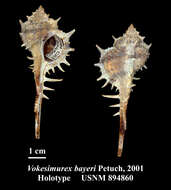 Image of Vokesimurex bayeri Petuch 2001