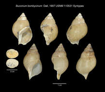 Image of Buccinum bombycinum Dall 1907