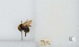 Image de Bombus insularis (Smith 1861)