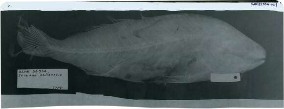 Image of Sciaena callaensis Hildebrand 1946
