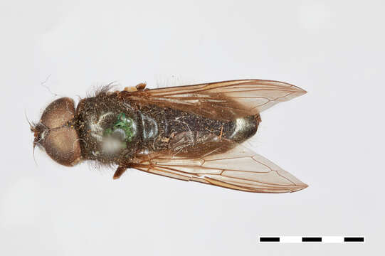 Image of Cheilosia occidentalis Williston 1882