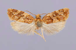 Image of Argyrotaenia hodgesi Heppner 1989