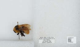 Image of Bombus opifex Smith 1879