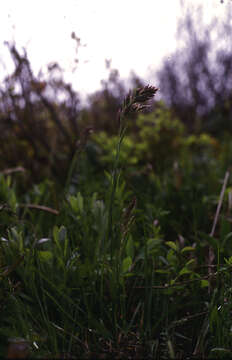 Image de Poa chambersii Soreng