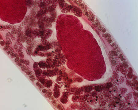 Image of Gorgoderina multilobata Ingles & Langston