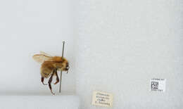 Imagem de Bombus diversus Smith 1869