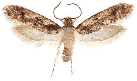 Image of Brown-dotted Clothes Moth