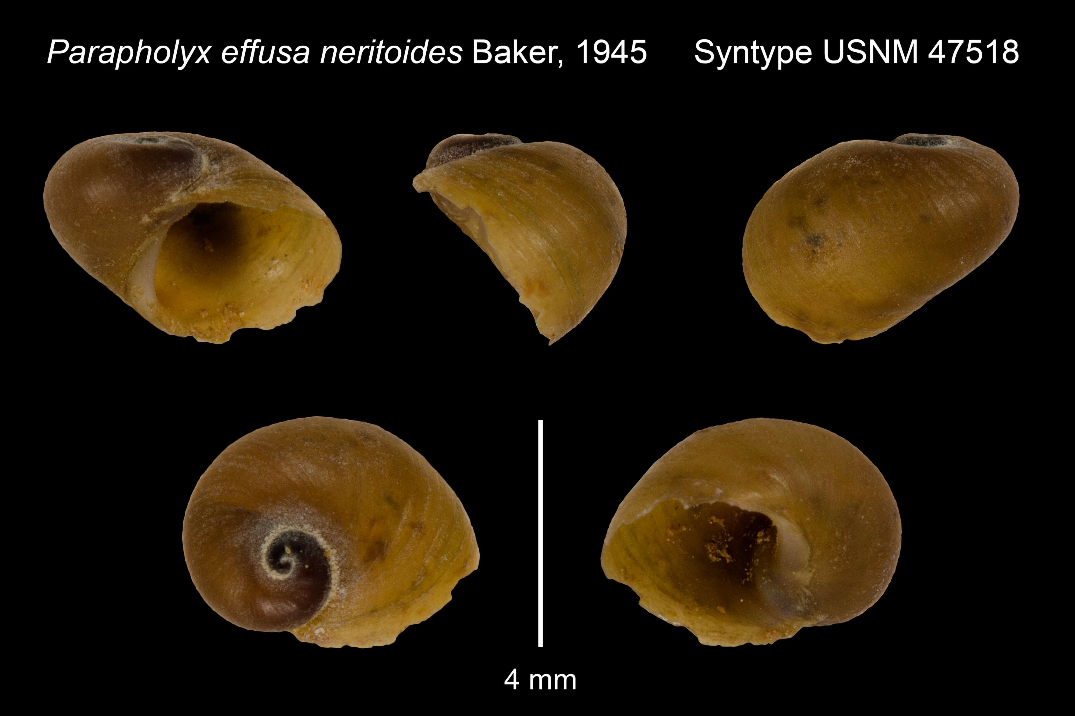 Parapholyx effusa neritoides F. C. Baker 1945的圖片