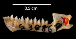 صورة Myotis siligorensis sowerbyi Howell 1926