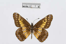 Image of Catasticta colla (Doubleday 1847)