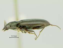 Plancia ëd Bembidion (Peryphidium) obscuripenne Blaisdell 1902