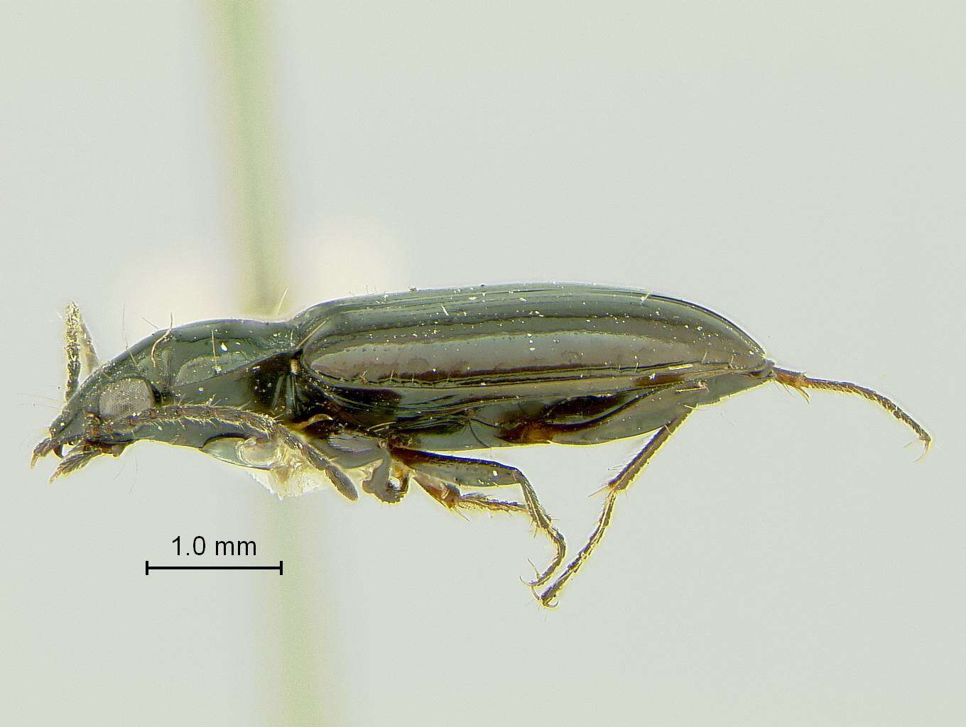 Слика од Bembidion (Peryphidium) obscuripenne Blaisdell 1902