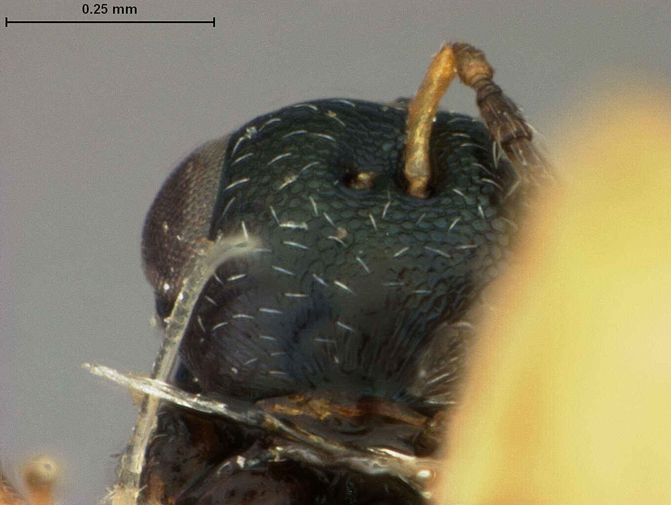 Heteroschema punctata (Ashmead 1894) resmi