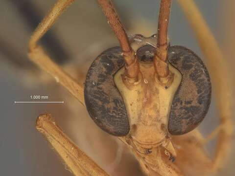 Image of Enicospilus thetis Gauld & Mitchell 1981