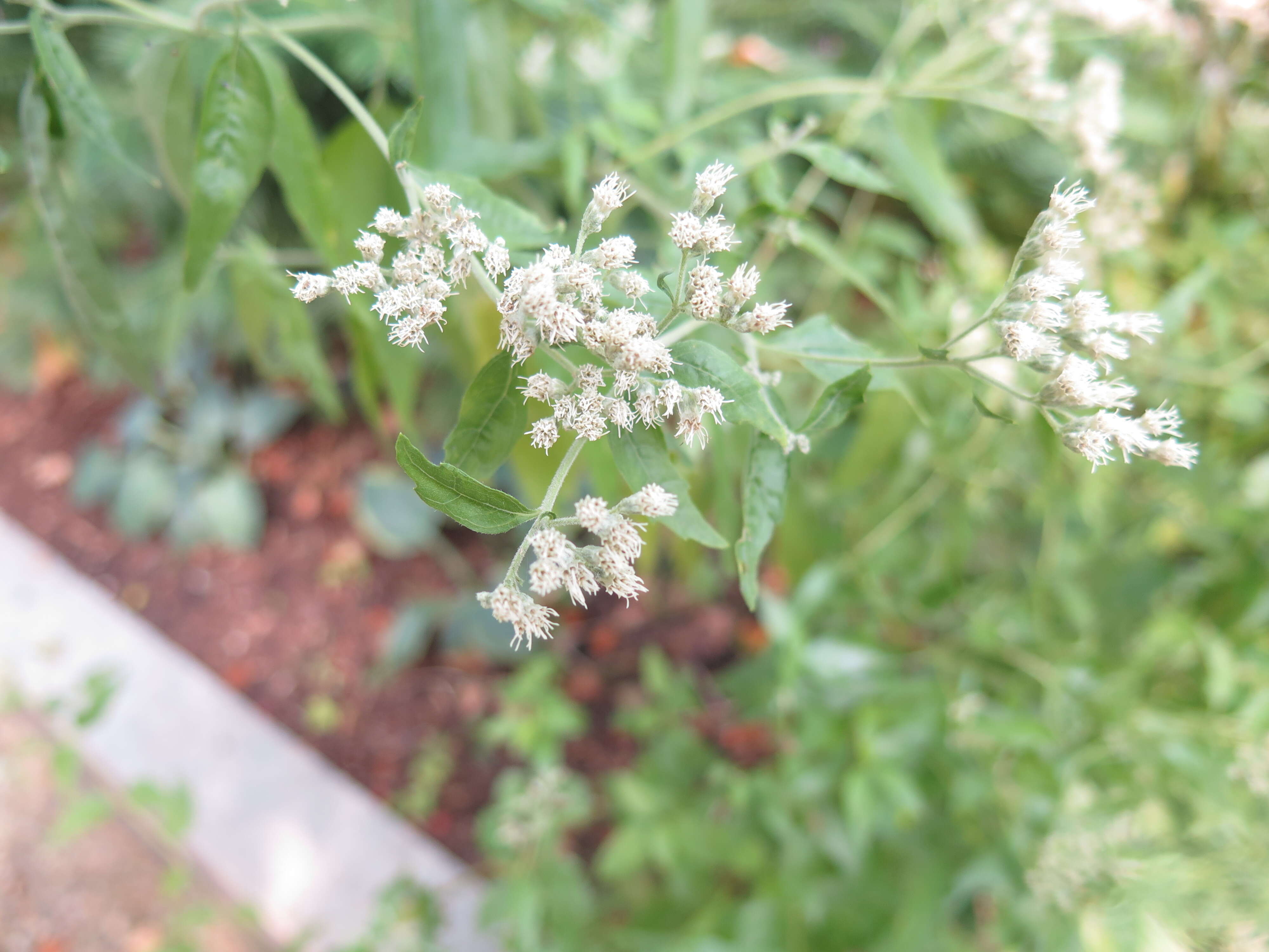 Image of Eupatorium L.