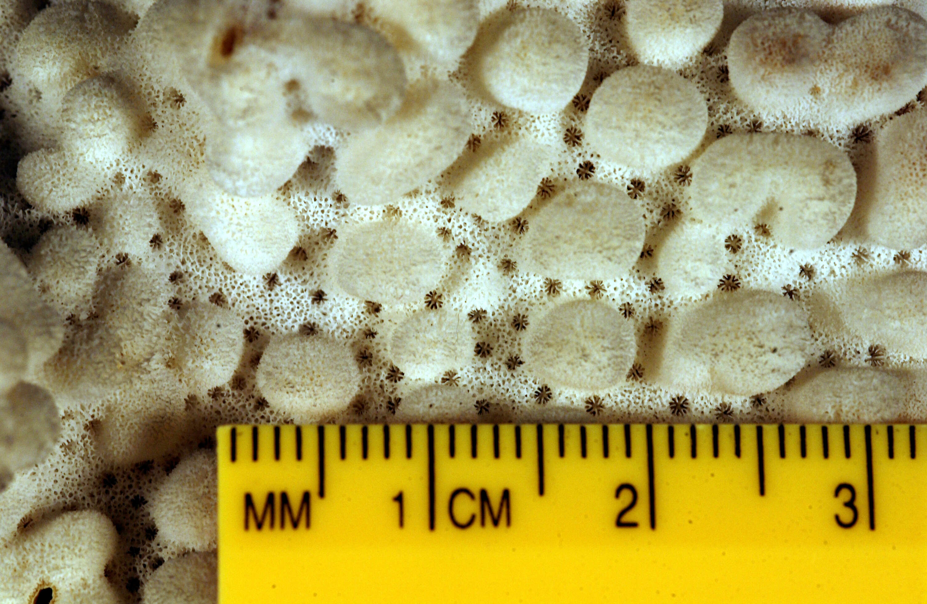 Image of pore coral