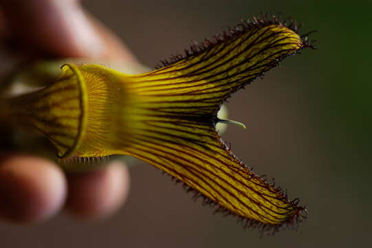 Image of Aristolochia L.