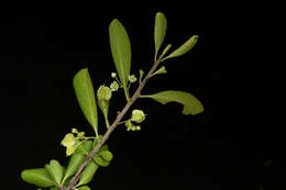 Image of Wimmeria confusa Hemsl.