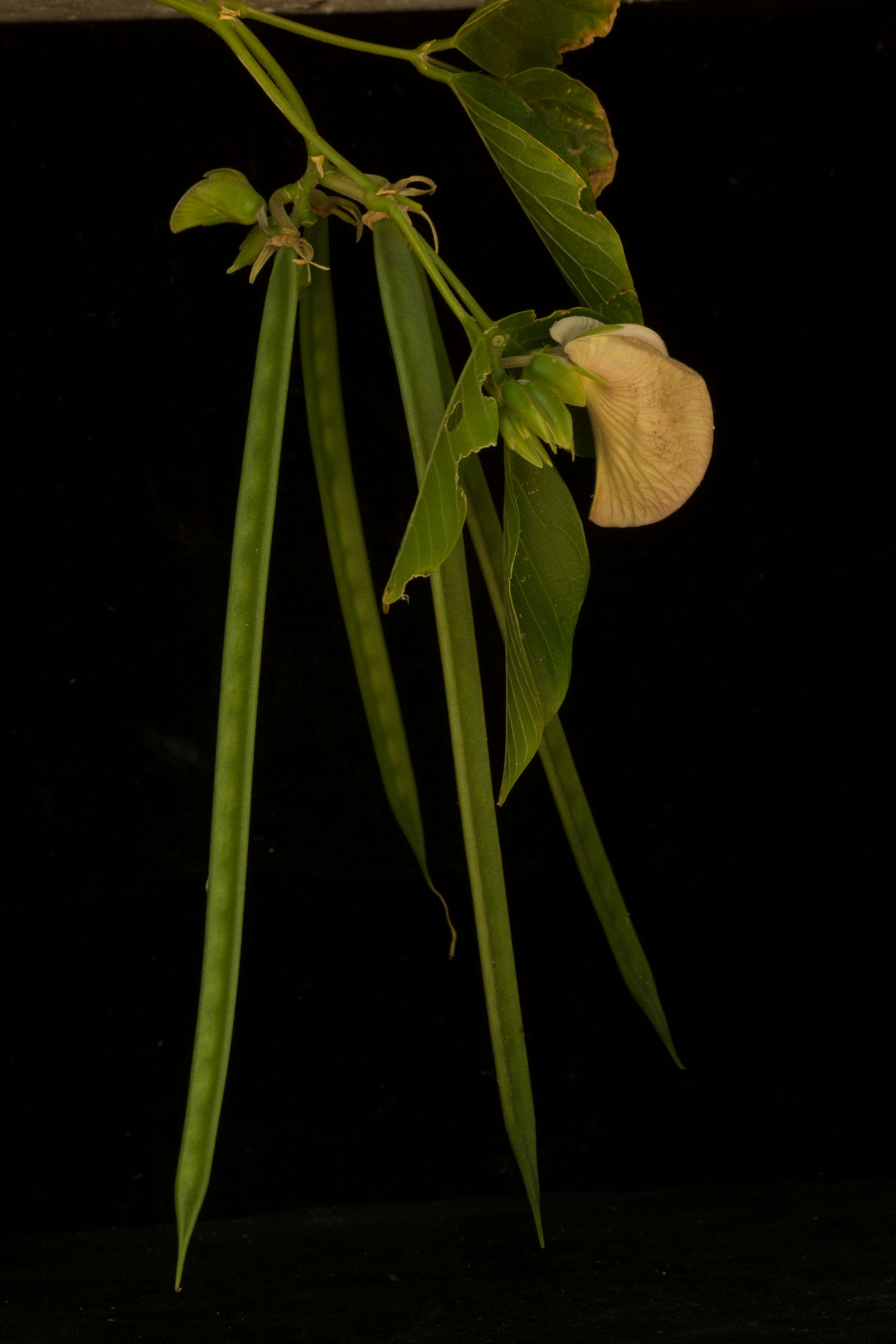 Image of Centrosema macrocarpum Benth.