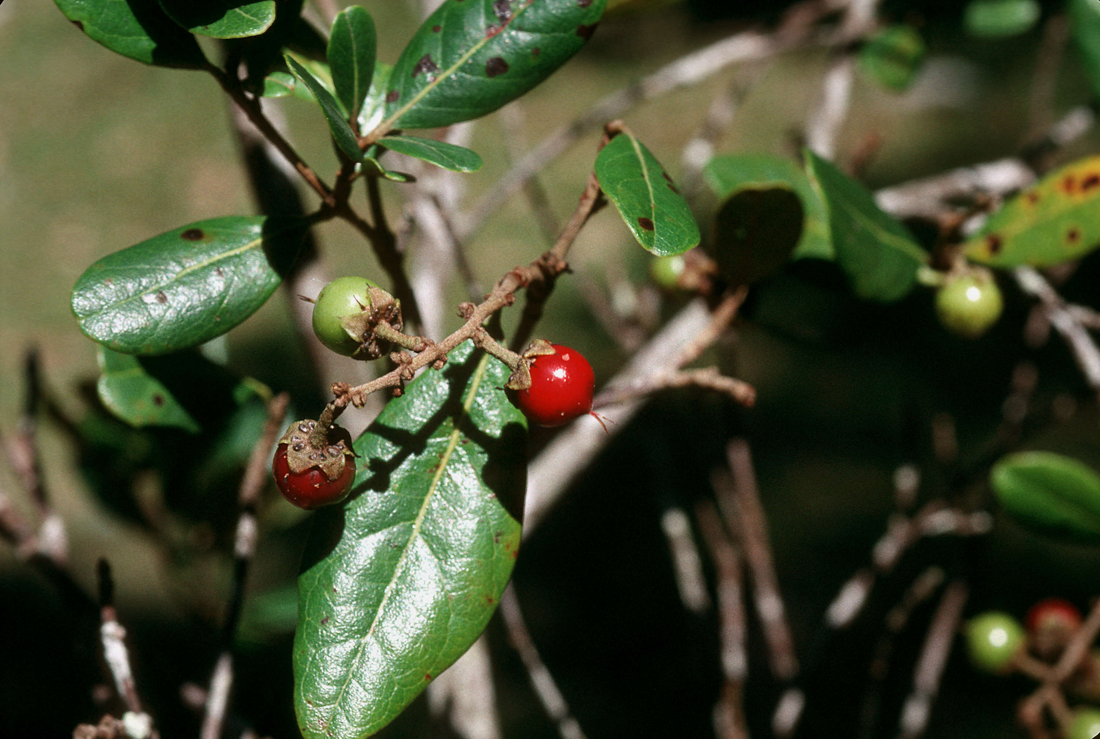 Image of almendrillo