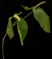 Image of Acalypha schiedeana Schltdl.