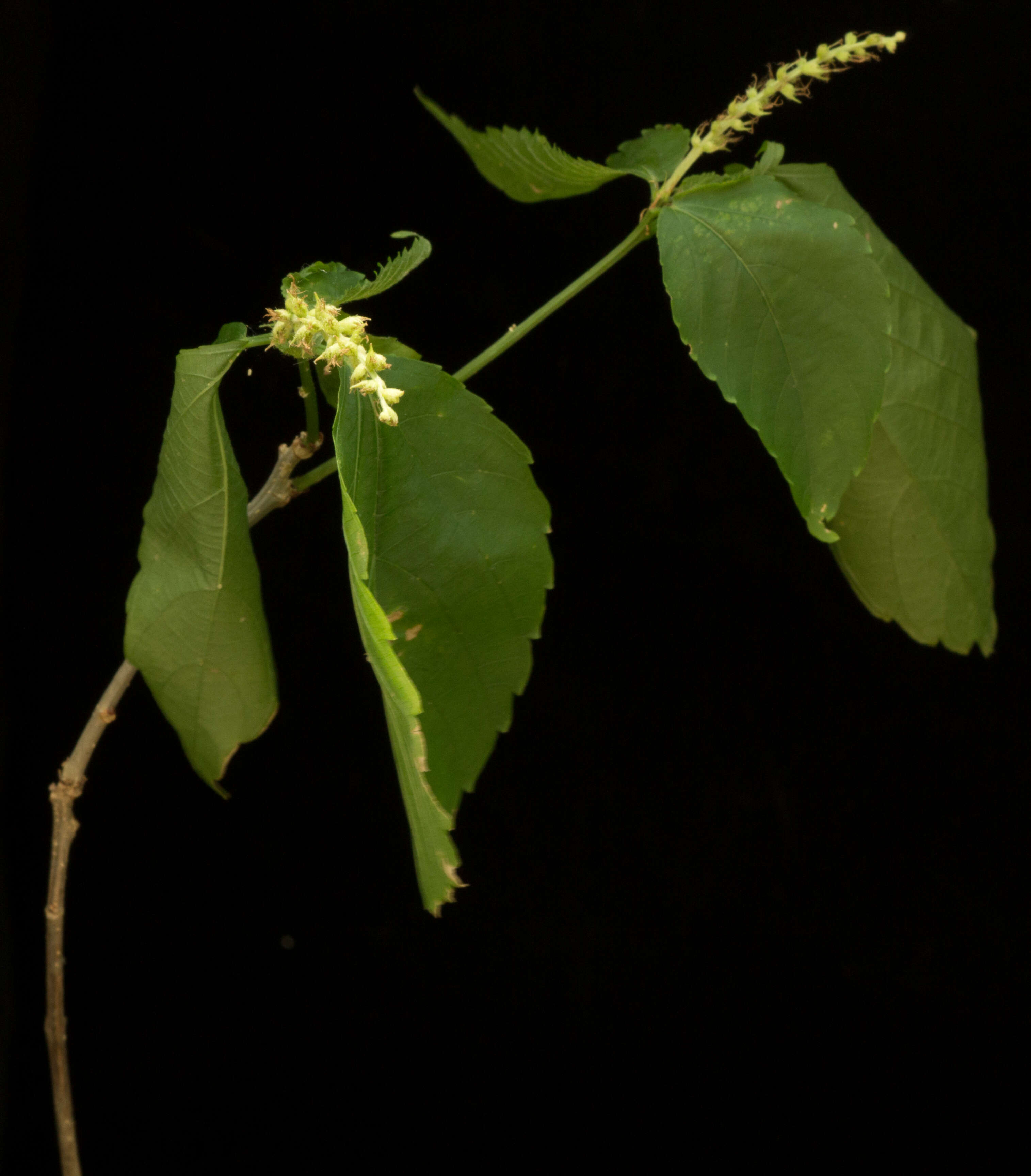 Image of Acalypha schiedeana Schltdl.