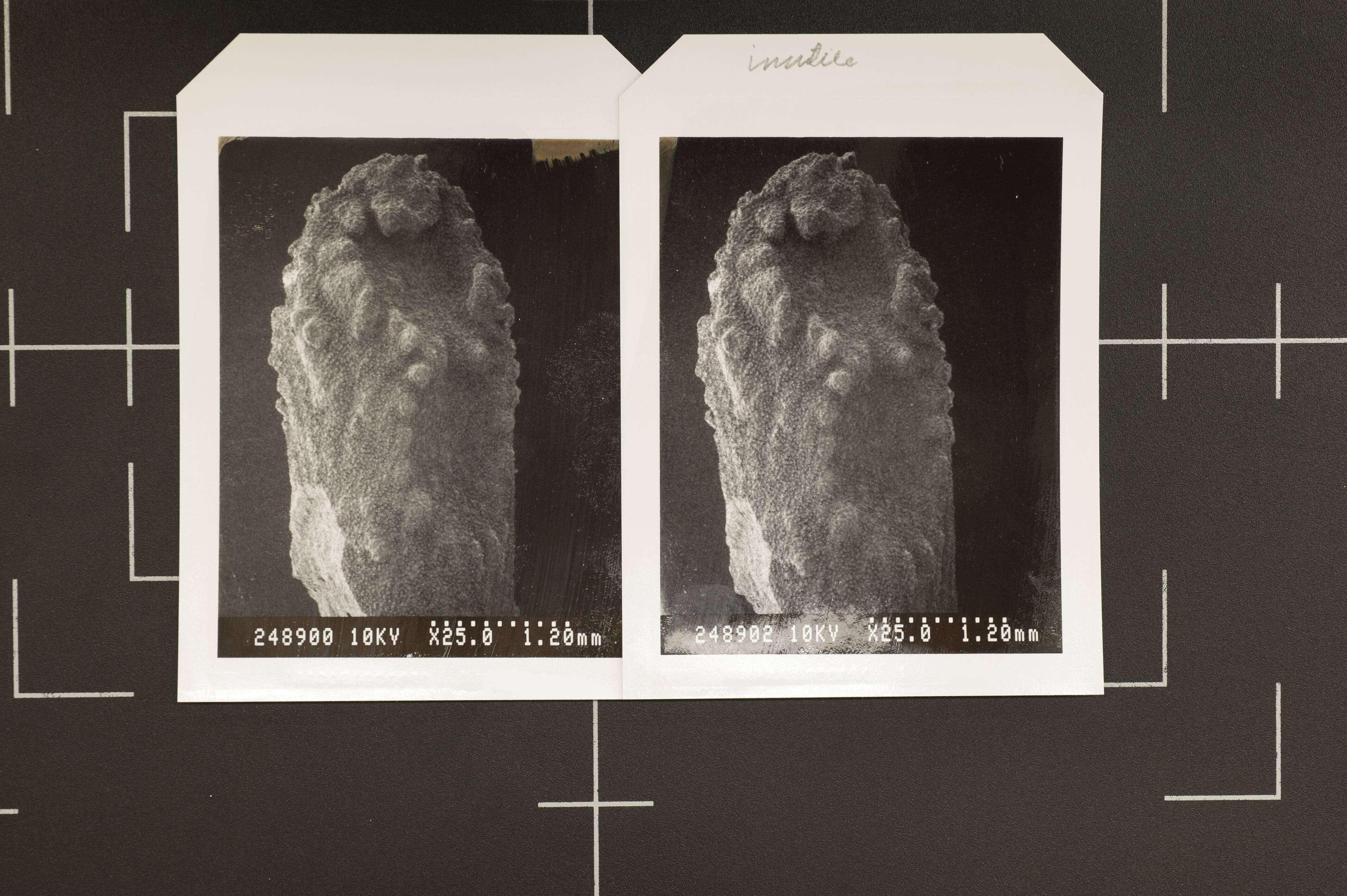 Image of Pleurocorallium inutile (Kishinouye 1902)