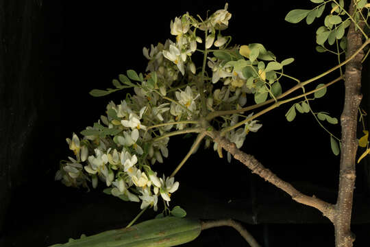 Image of horseradishtree