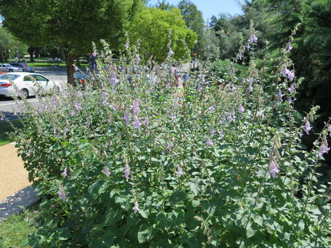 Image of African foxglove