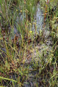 Image of southern bladderwort