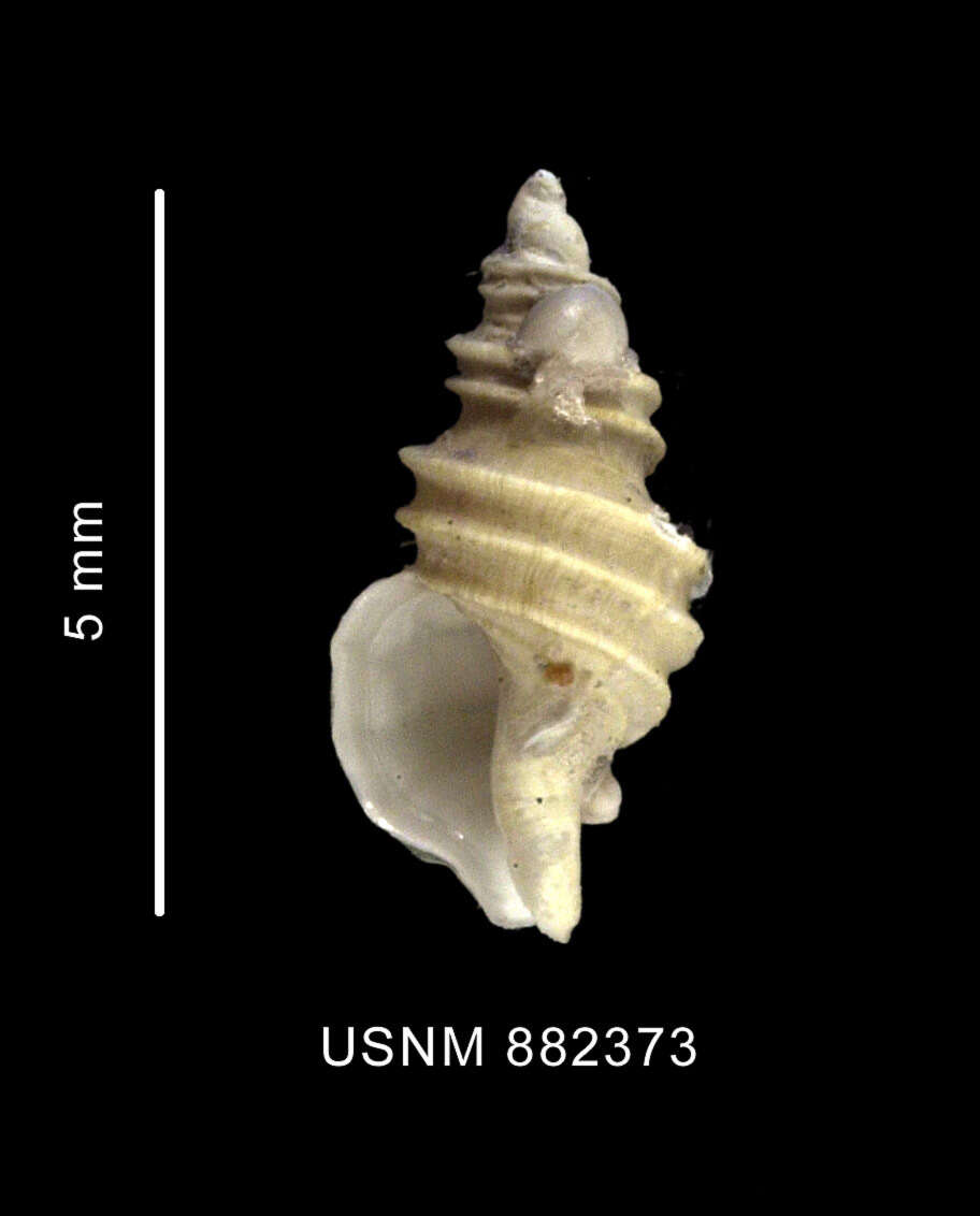 Sivun Antistreptus contrarius (Thiele 1912) kuva