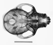 Image of Macaca fascicularis condorensis Kloss 1926