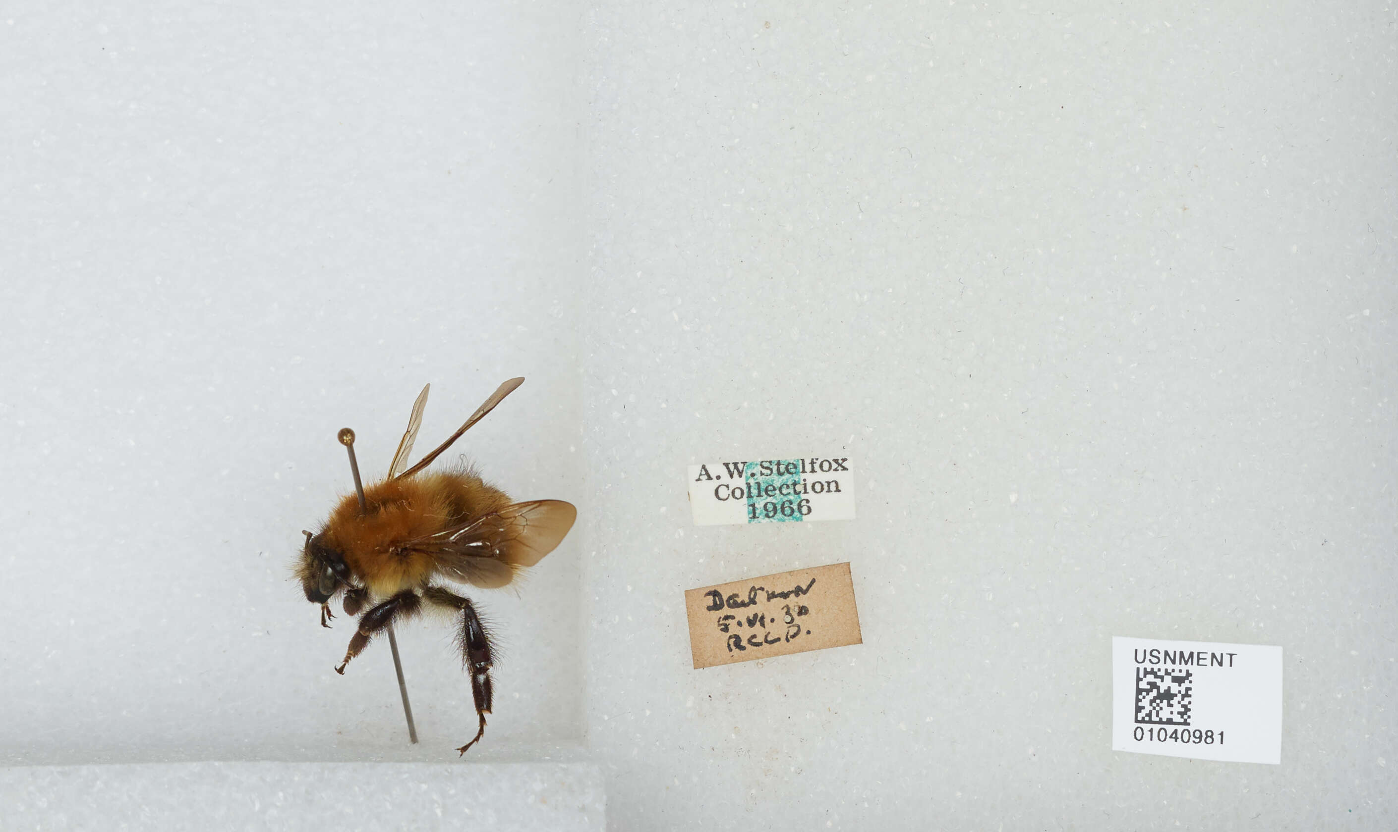 Image of Common carder bumblebee