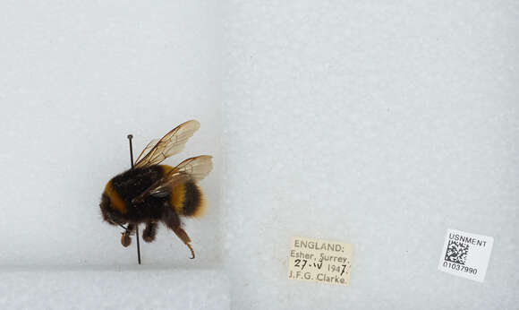 Image of Bombus terrestris audax (Harris 1776)