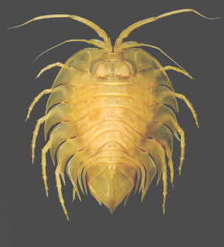 Image of Ceratoserolis trilobitoides (Eights 1833)