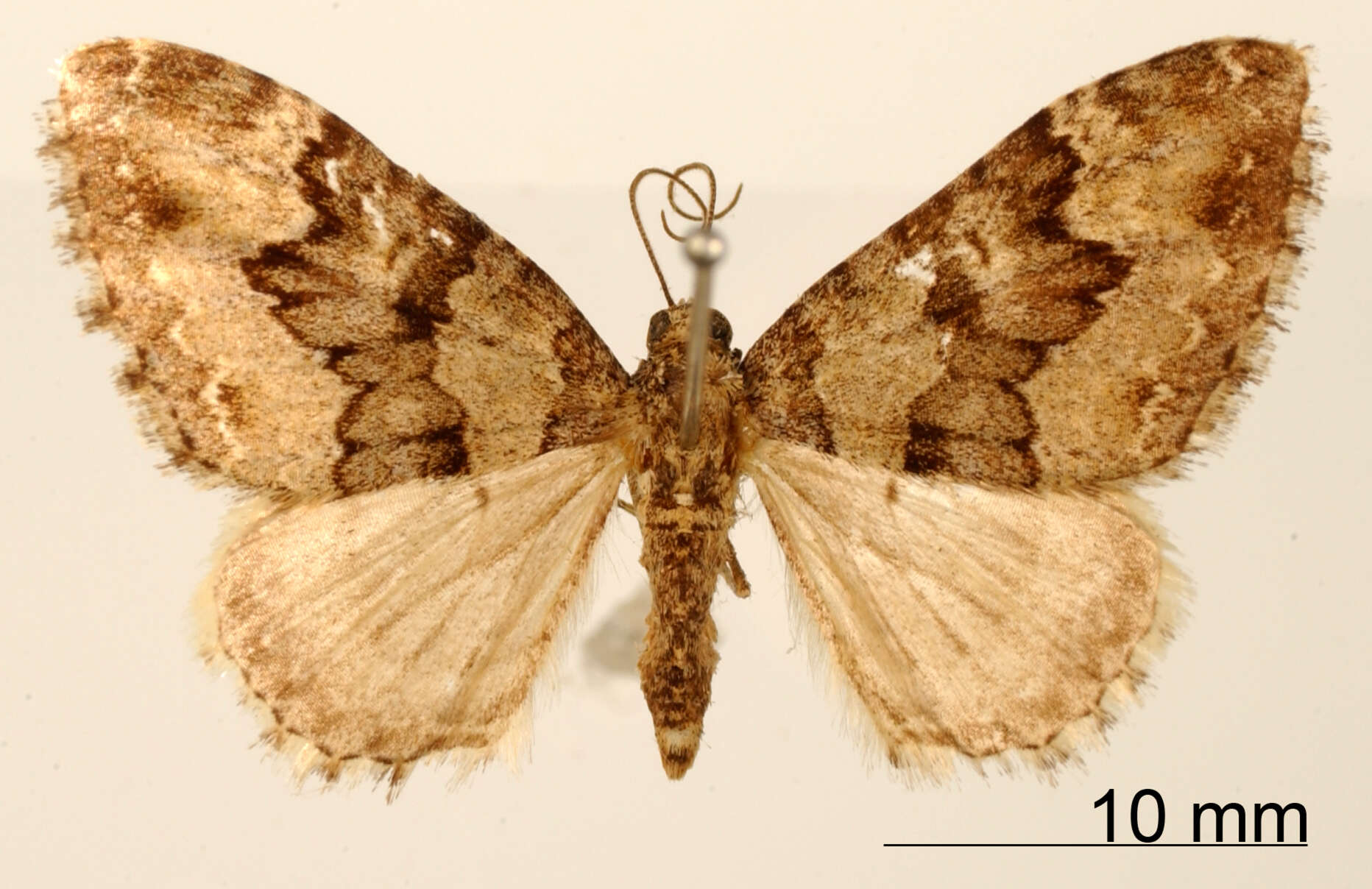 Image of Hammaptera spatiosata Warren 1908