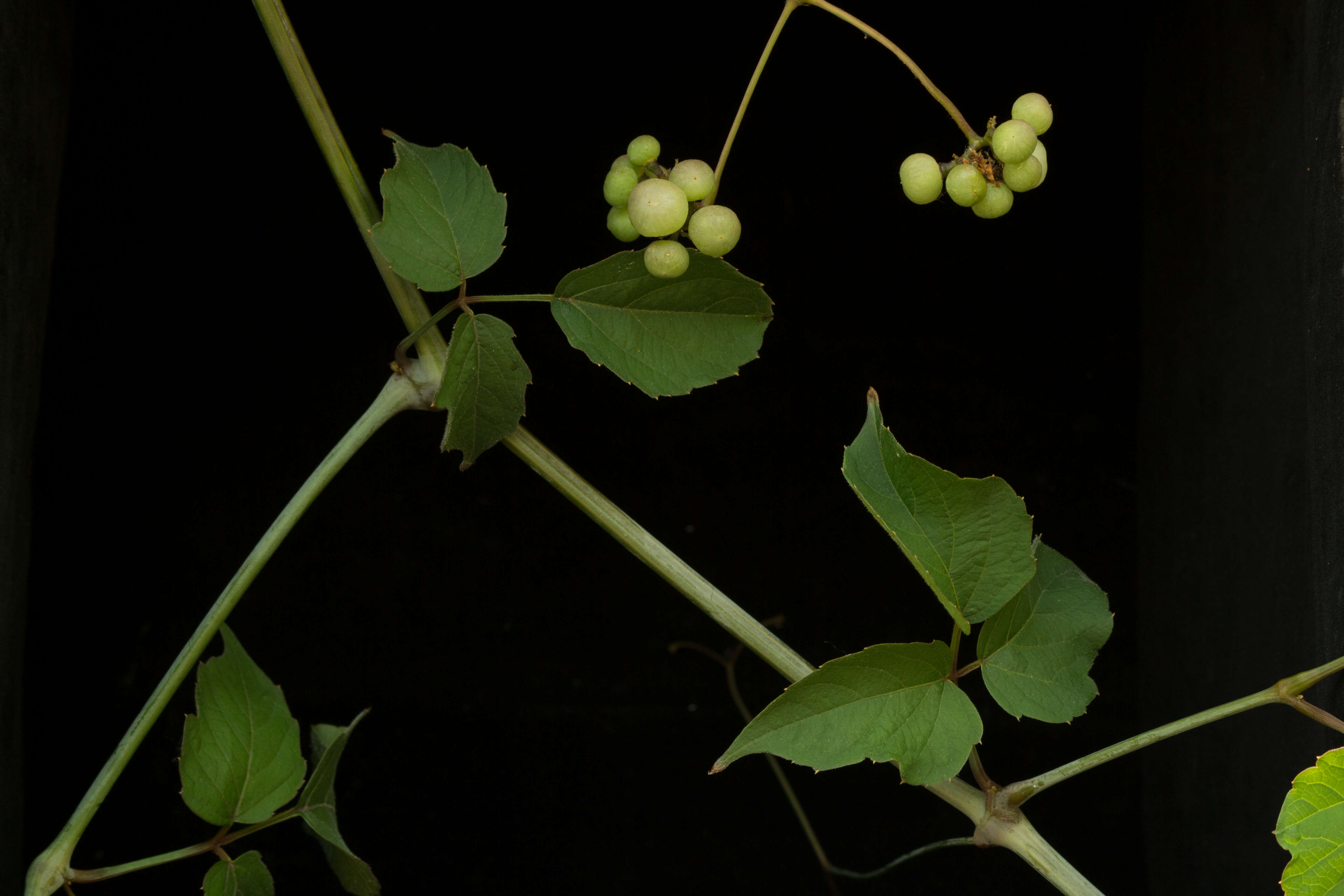 Image of Cissus microcarpa M. Vahl